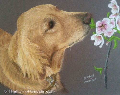 Golden Retriever Dog Pastel Portrait Painting in soft pastels - The Furry Rascals, Cyprus